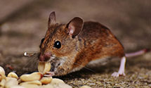 24 Hour & Emergency Exterminators in Black Creek, WI